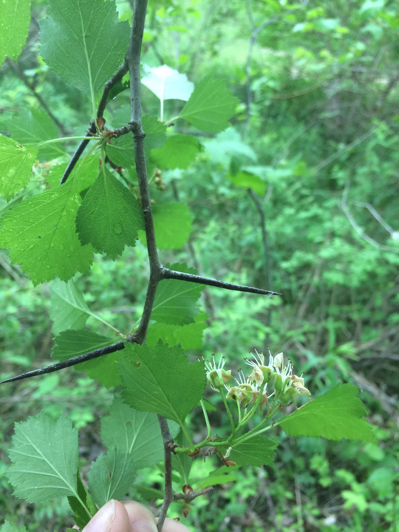 Image of Crataegus chrysocarpa var. phoeniceoides J. B. Phipps & Sennikov