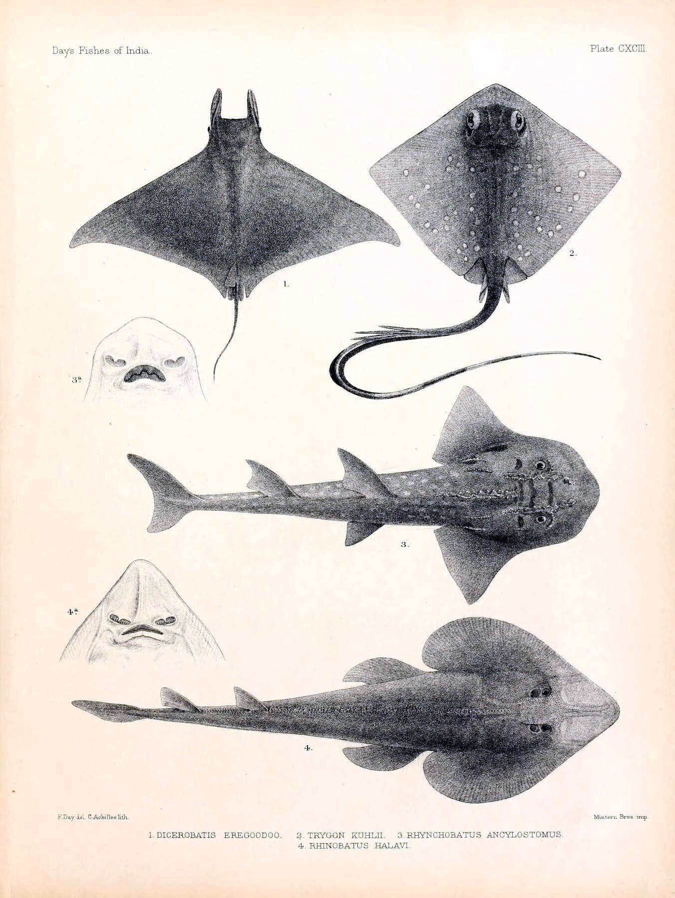 Image of bowmouth guitarfish