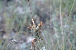 صورة Astragalus albicaulis DC.