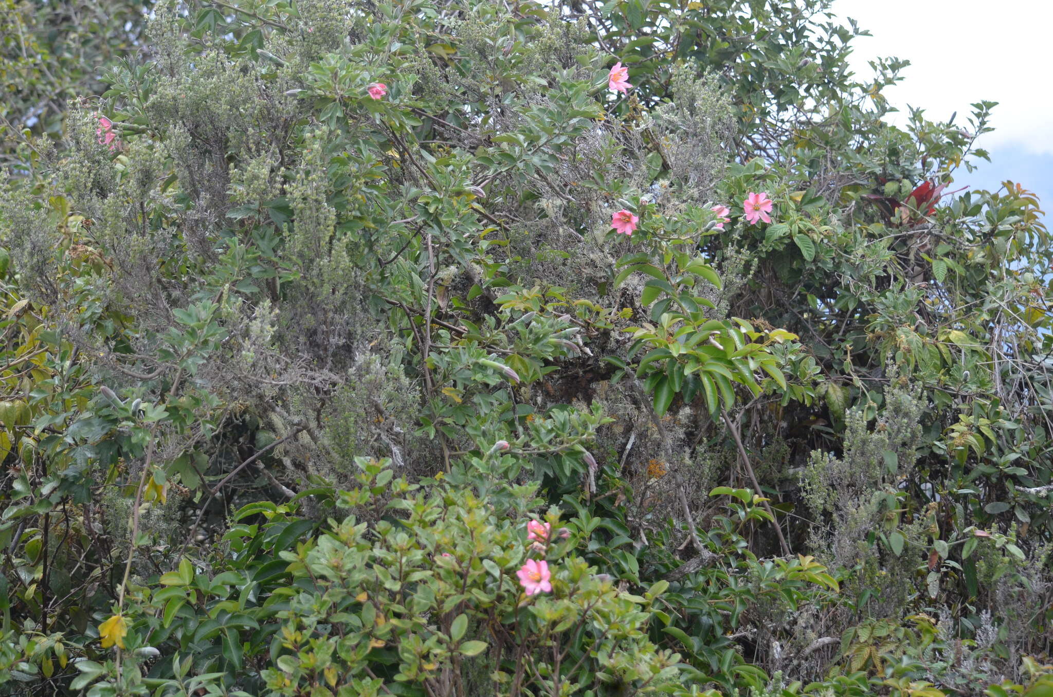 صورة Passiflora mixta L. fil.