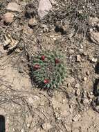 Image of Mammillaria uncinata Zucc. ex Pfeiff.