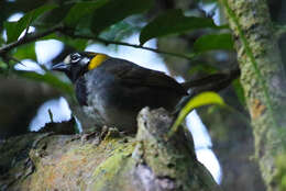 Image of White-eared Ground Sparrow