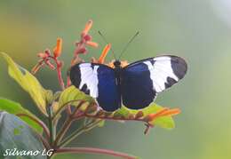 Image of Heliconius sapho leuce Doubleday (1847)