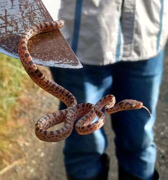 Image of Hispaniola Boa