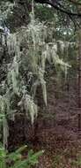 Image of cavern beard lichen