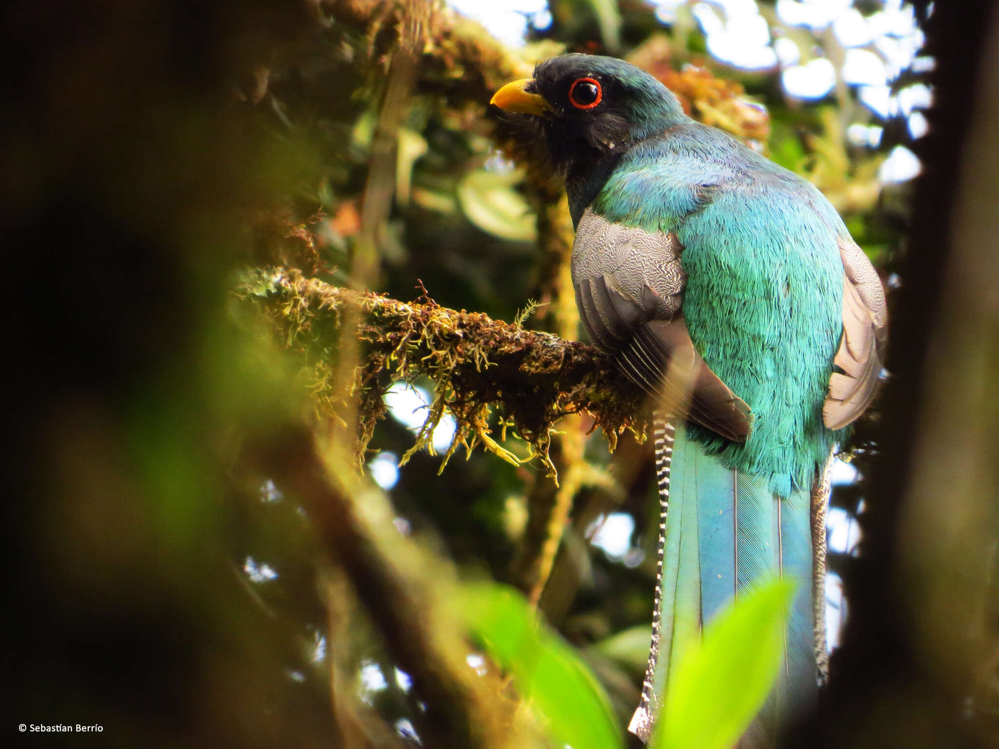 Imagem de Trogon personatus Gould 1842