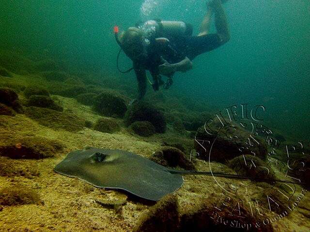 Image of Longtail Stingray