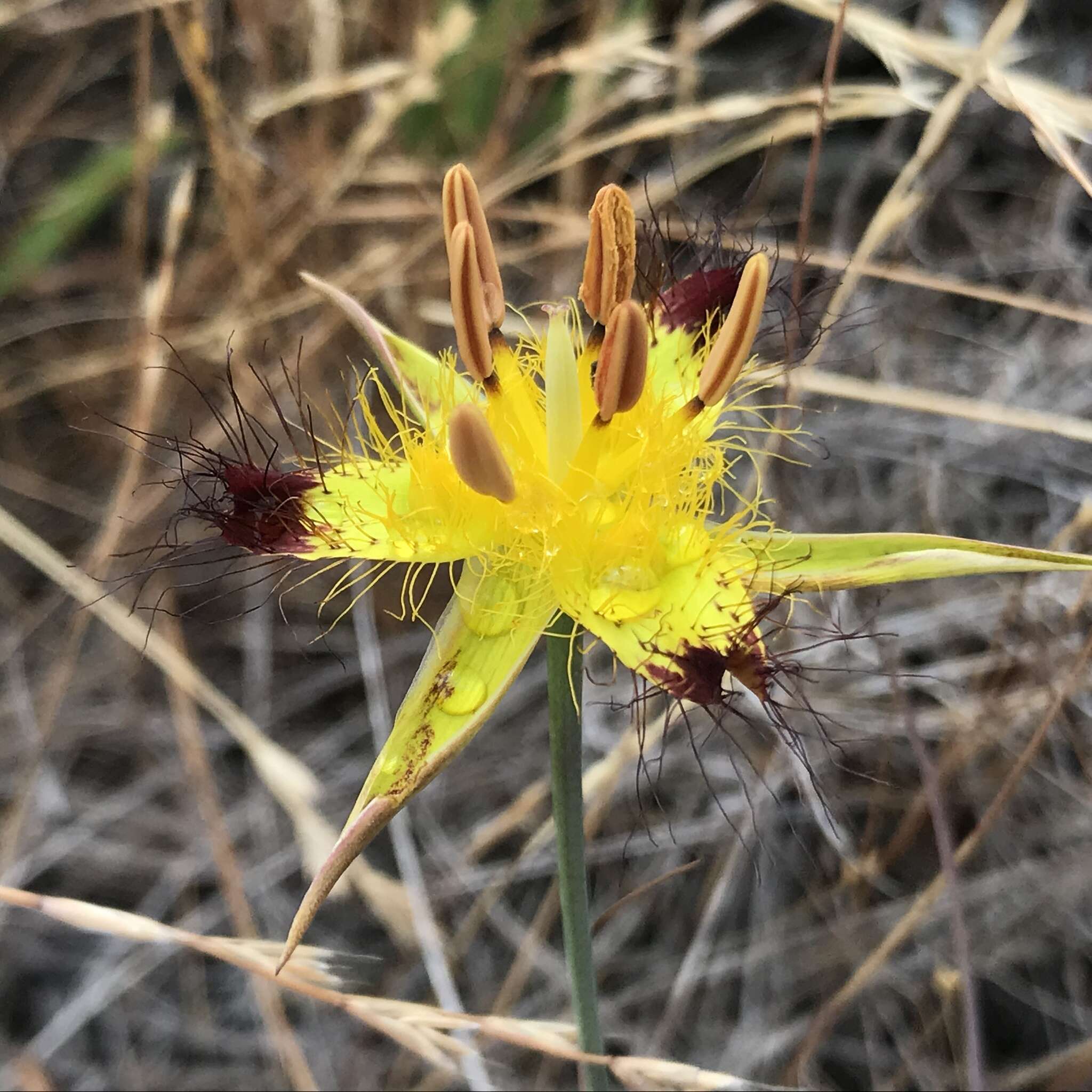 Image of San Luis mariposa lily