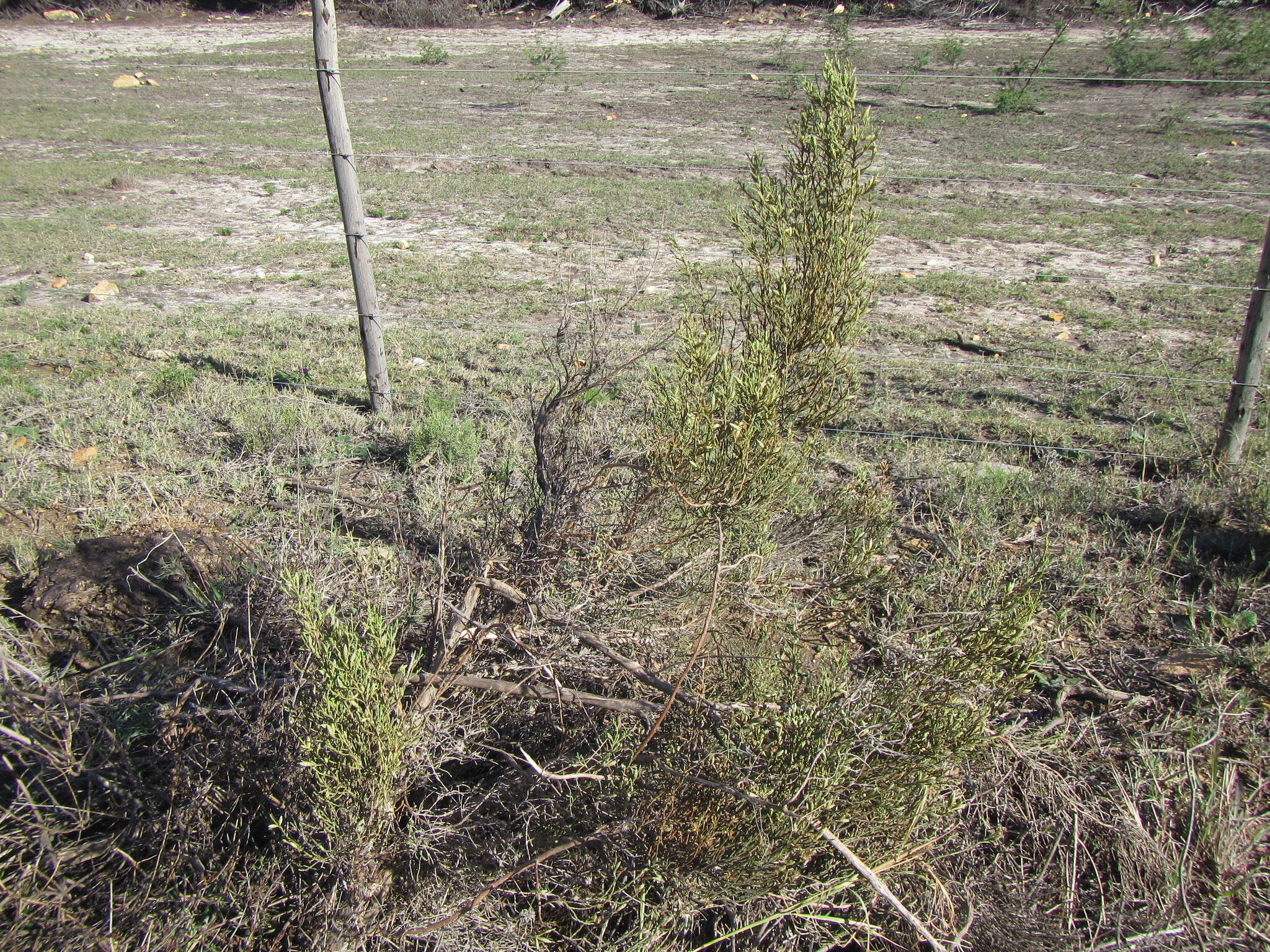 Image de Elytropappus adpressus Harv.