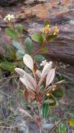 Image of Philgamia hibbertioides Baill.