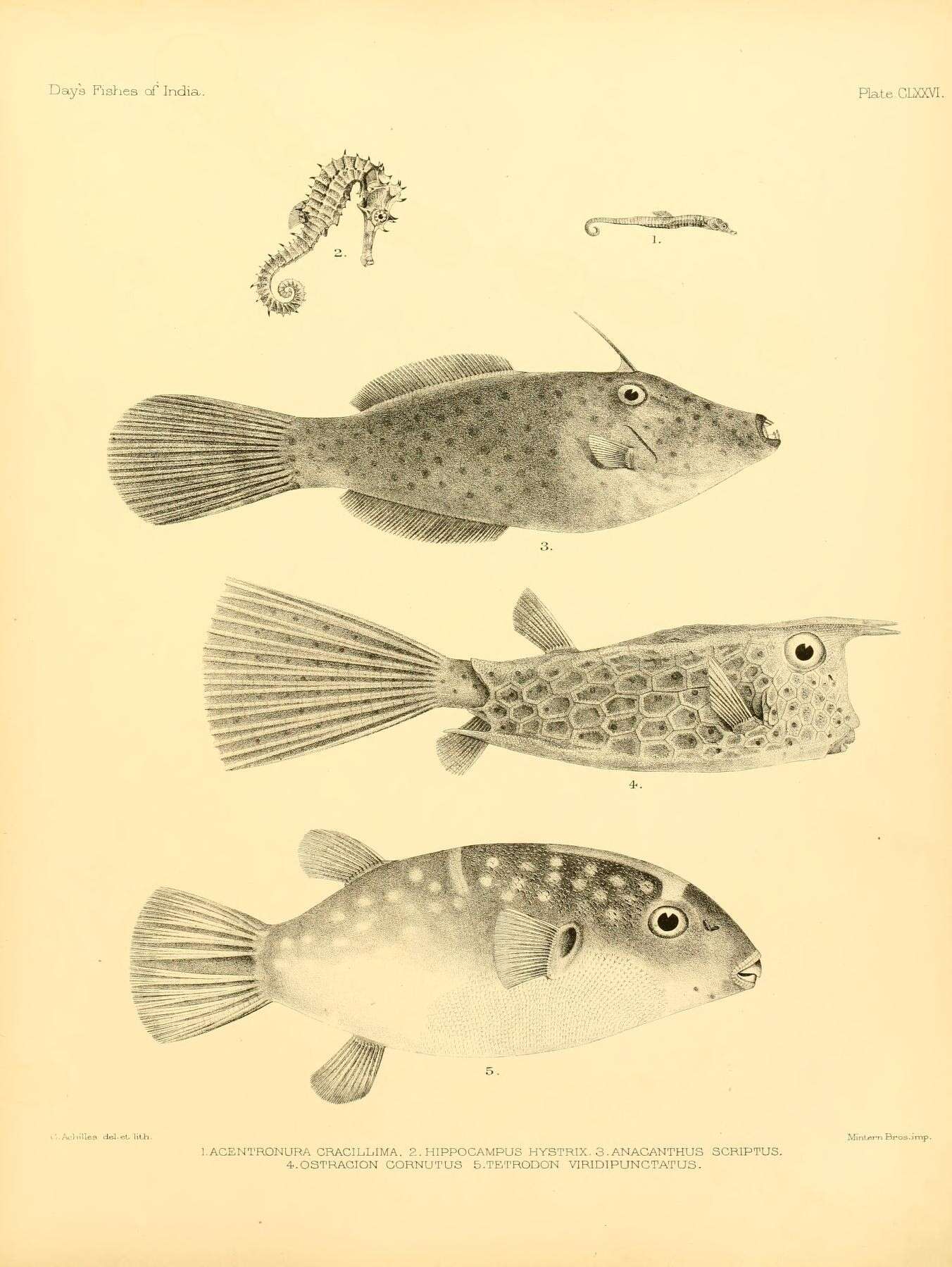 Plancia ëd Acentronura gracilissima (Temminck & Schlegel 1850)