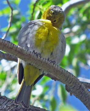 Image of Citron-headed Yellow Finch