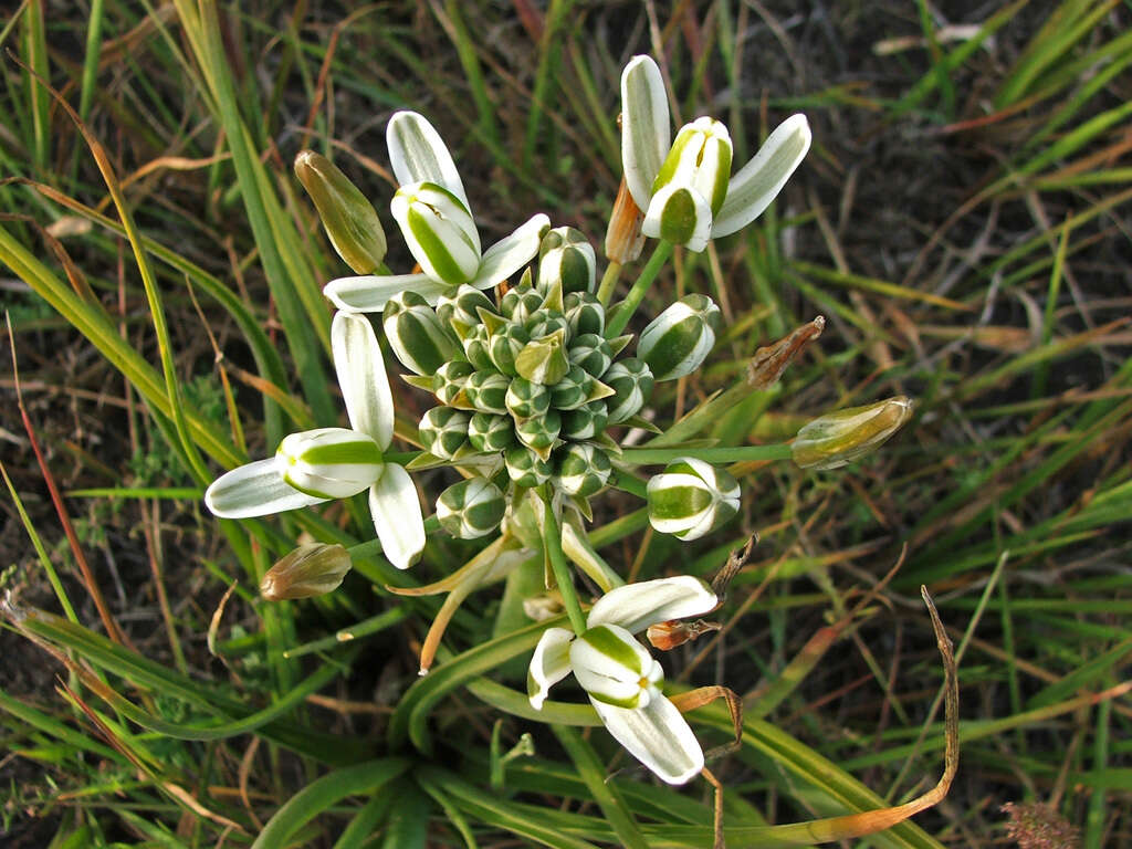 Image of Albuca batteniana Hilliard & B. L. Burtt