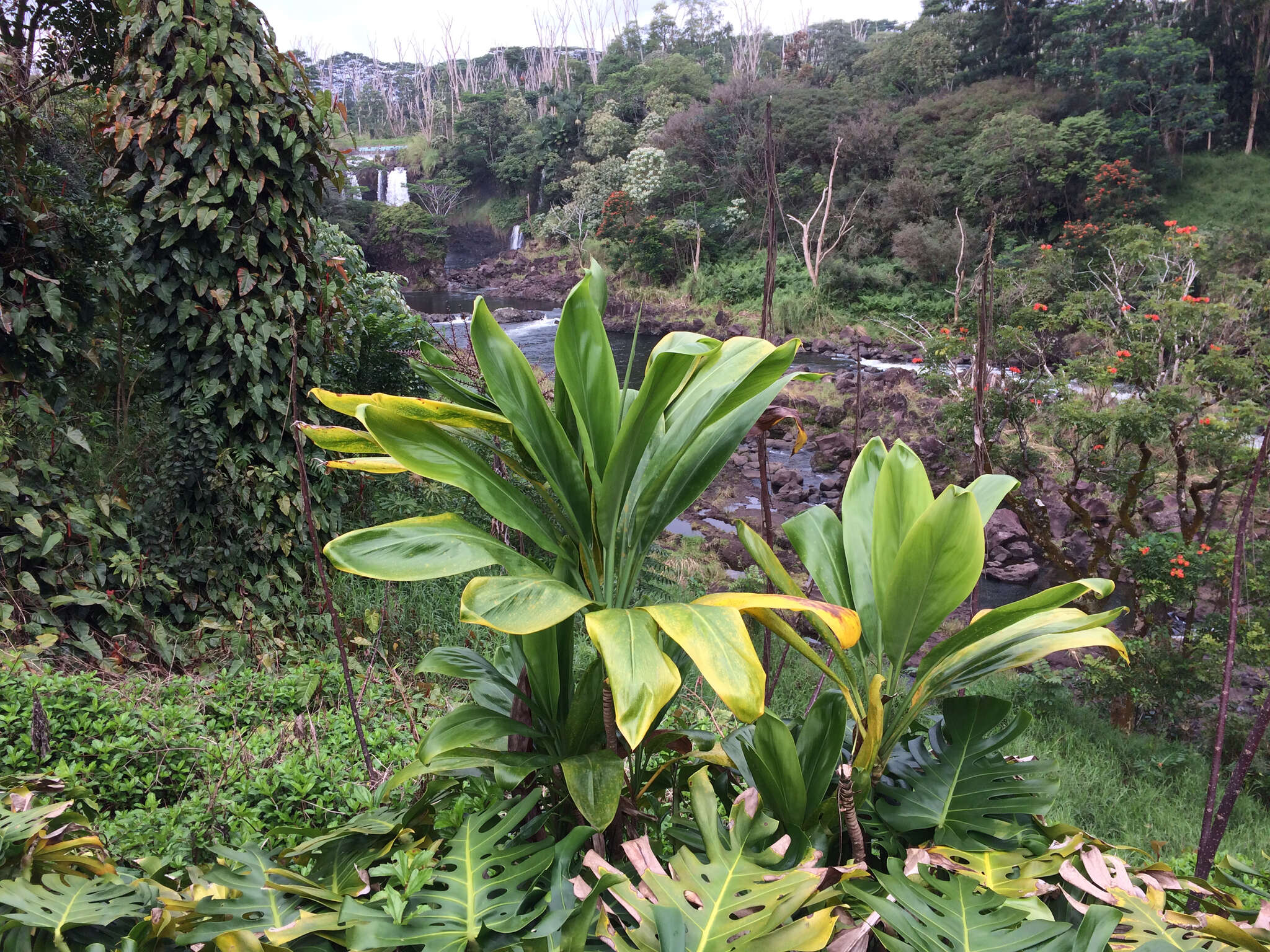 Imagem de Cordyline fruticosa (L.) A. Chev.