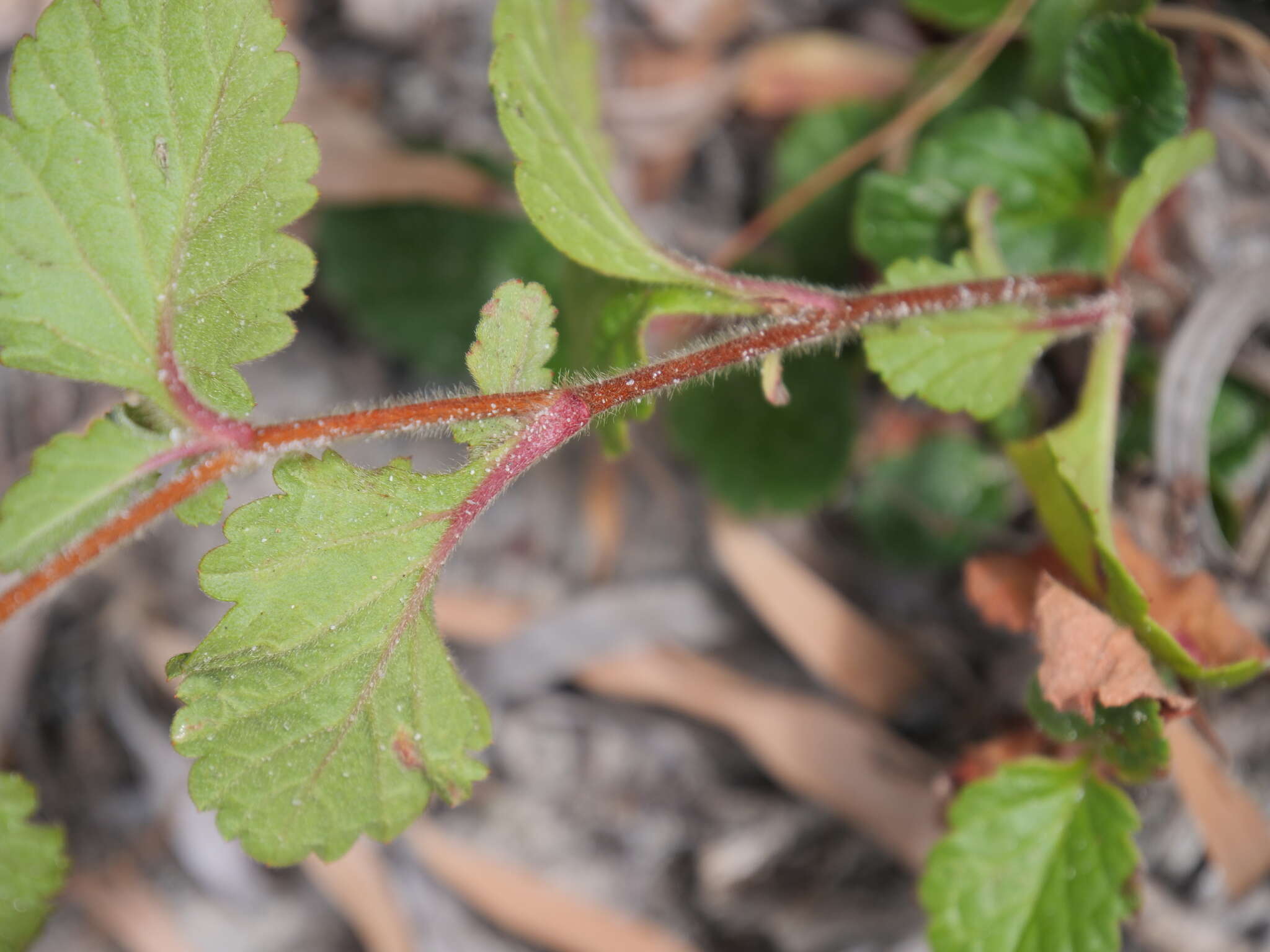 Image of Hibbertia grossulariifolia (Salisb.) Salisb.