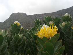 Image of Leucospermum conocarpodendron subsp. conocarpodendron