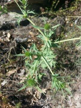 Eryngium campestre L. resmi