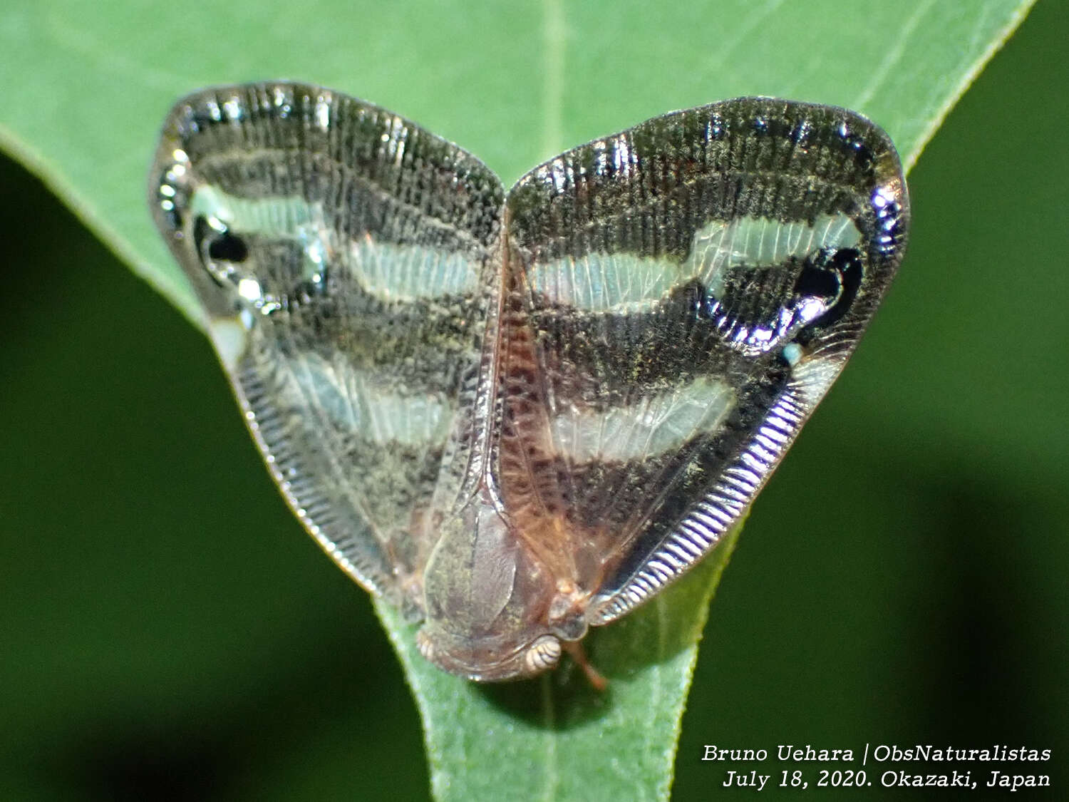 Image of Orosanga japonica (Melichar 1898)