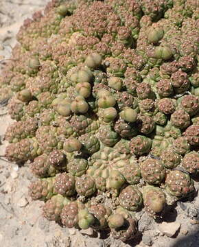 Image of Euphorbia willowmorensis