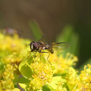 Image of Dasysyrphus venustus (Meigen 1822)