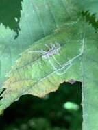 Imagem de Caloptilia ostryaeella (Chambers 1878)