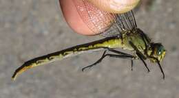 Image of Lilypad Clubtail