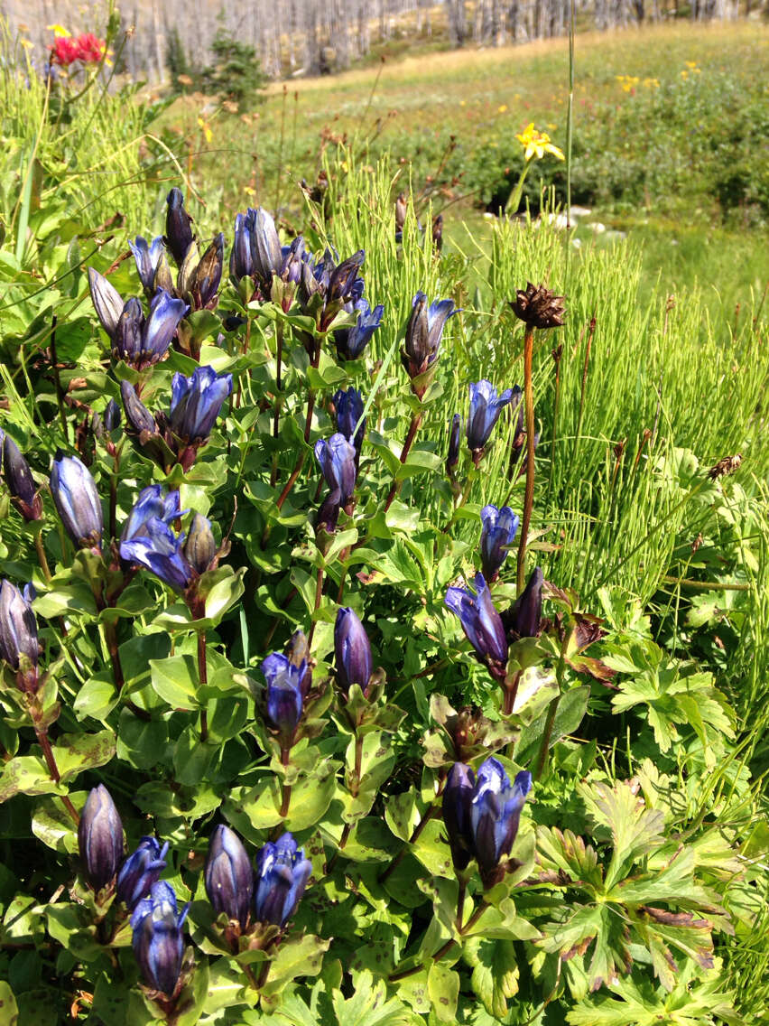 Image of Bog Gentian