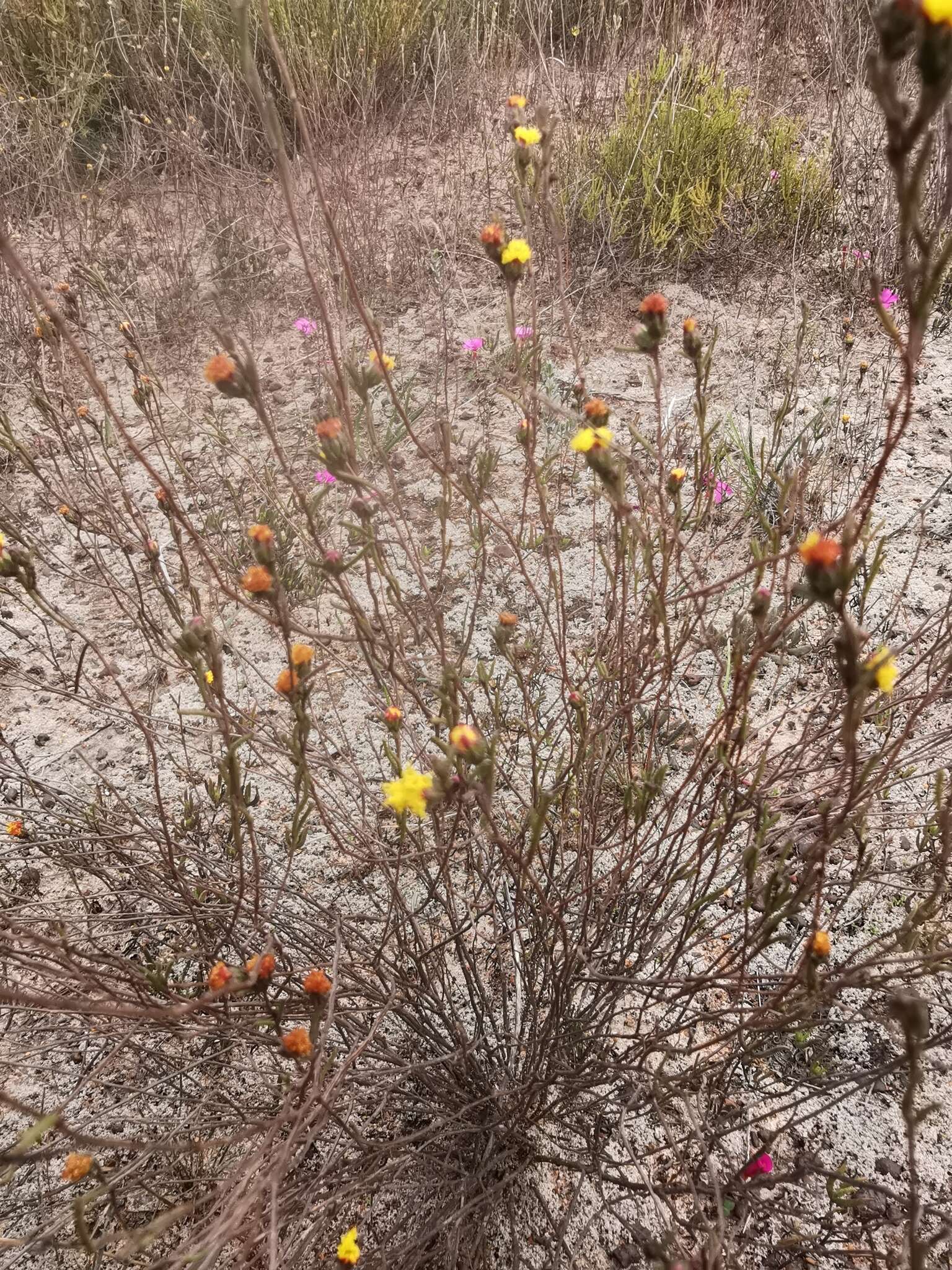 Imagem de Marasmodes defoliata S. Ortiz