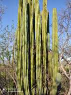 Image of Pachycereus grandis Rose