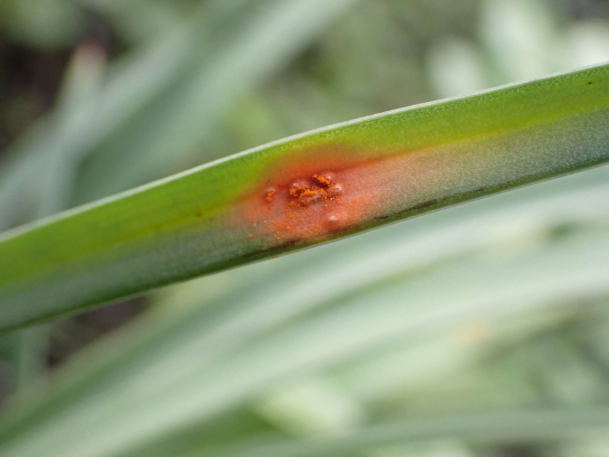 Imagem de Puccinia asphodeli Moug. 1830