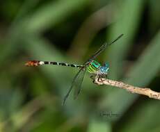 Image of Blue-faced Ringtail