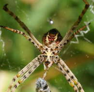 Image of Argiope magnifica L. Koch 1871