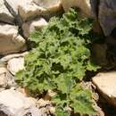 Image of Campanula fenestrellata subsp. istriaca (Feer) Damboldt