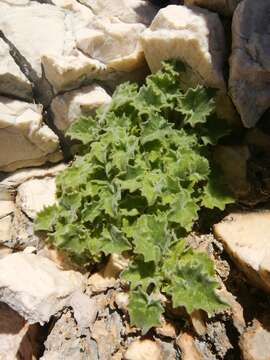 Image de Campanula fenestrellata subsp. istriaca (Feer) Damboldt