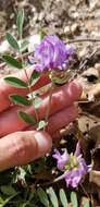 Imagem de Astragalus lotiflorus Hook.