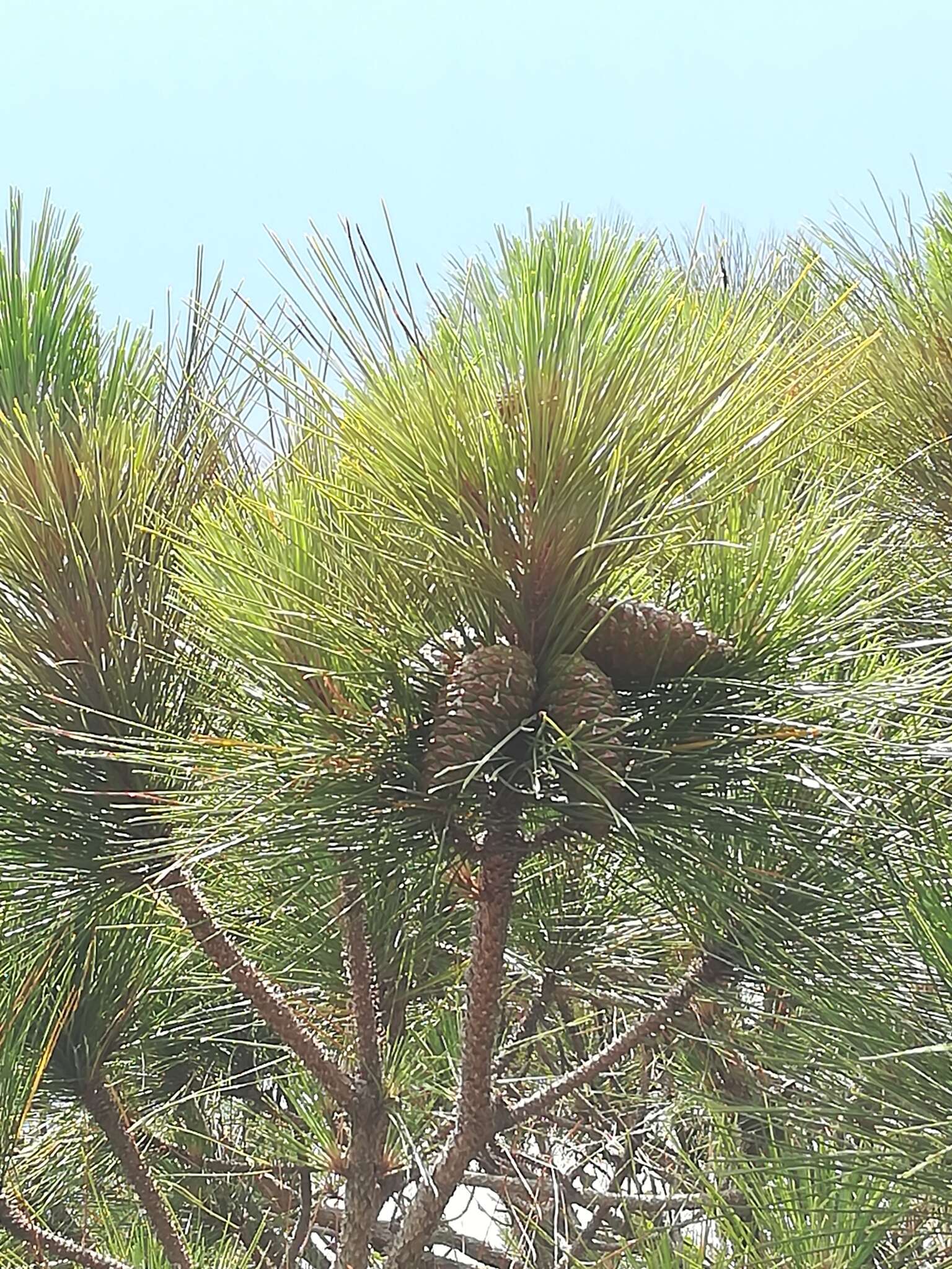 Image of Slash Pine