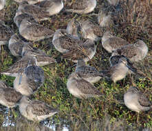 Image of Dowitcher