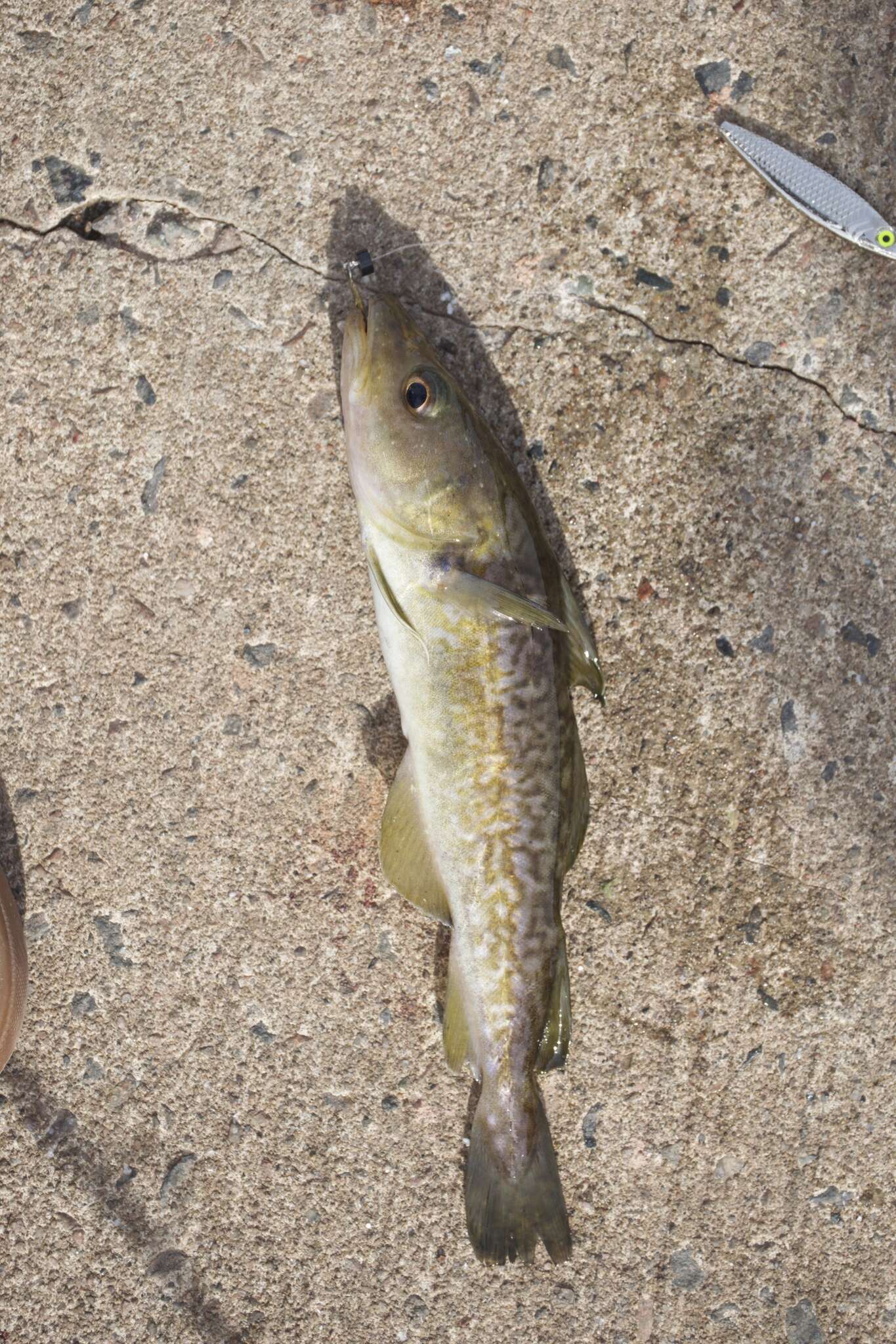 Image of Greenland Cod