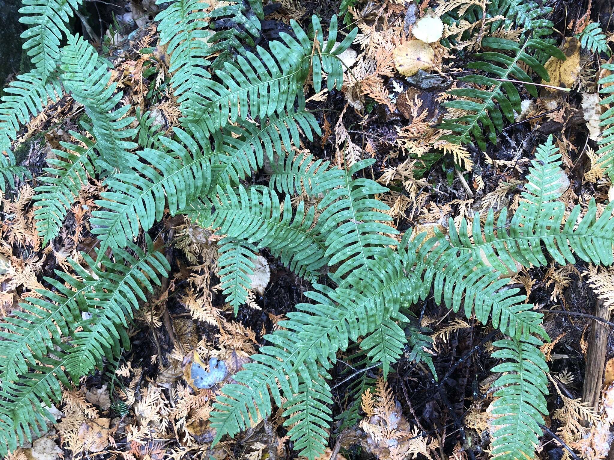 Слика од Polypodium incognitum Cusick