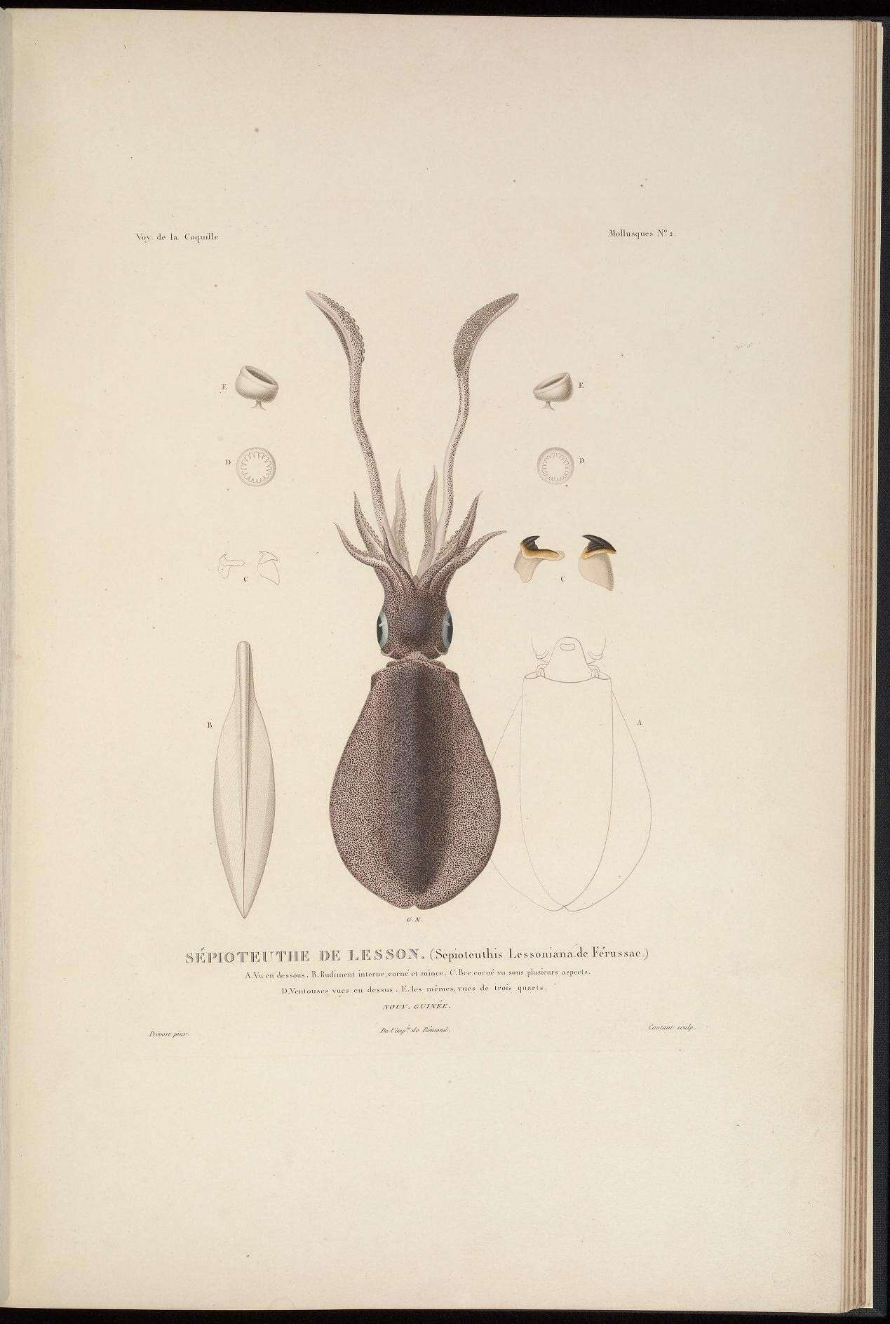 Plancia ëd Sepioteuthis lessoniana d'Orbigny 1826