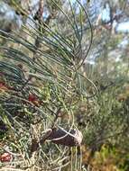 Image of Allocasuarina humilis (Otto & A. Dietr.) L. A. S. Johnson