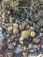 Image of Coryphantha neglecta L. Bremer