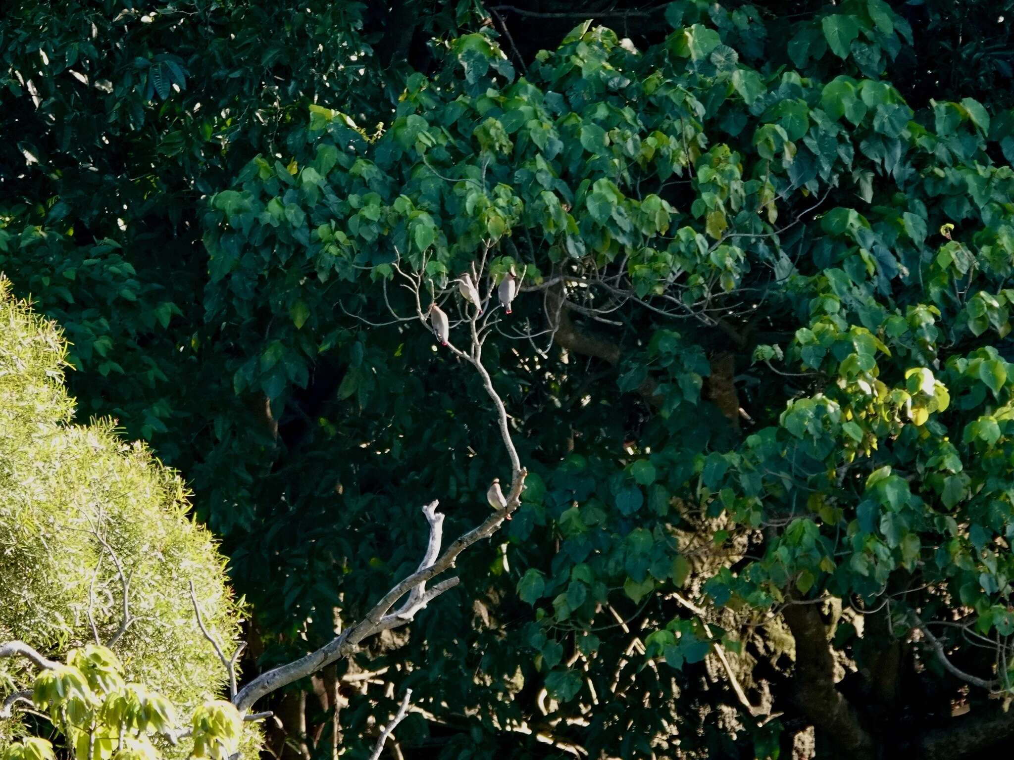 Image of Japanese Waxwing