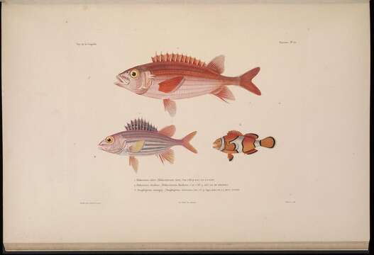 Image de Poisson-clown du Pacifique