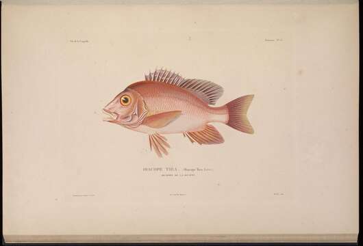 Image of Humpback red snapper