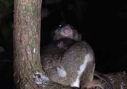 Image of Masoala Woolly Lemur