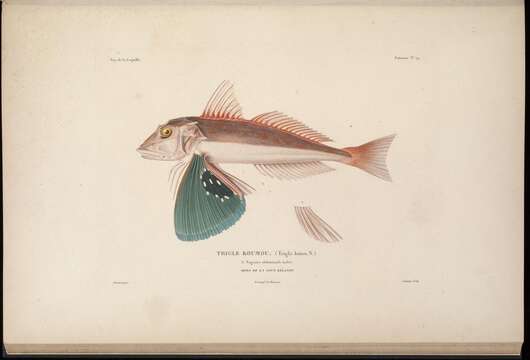 Image of Bluefin Gurnard