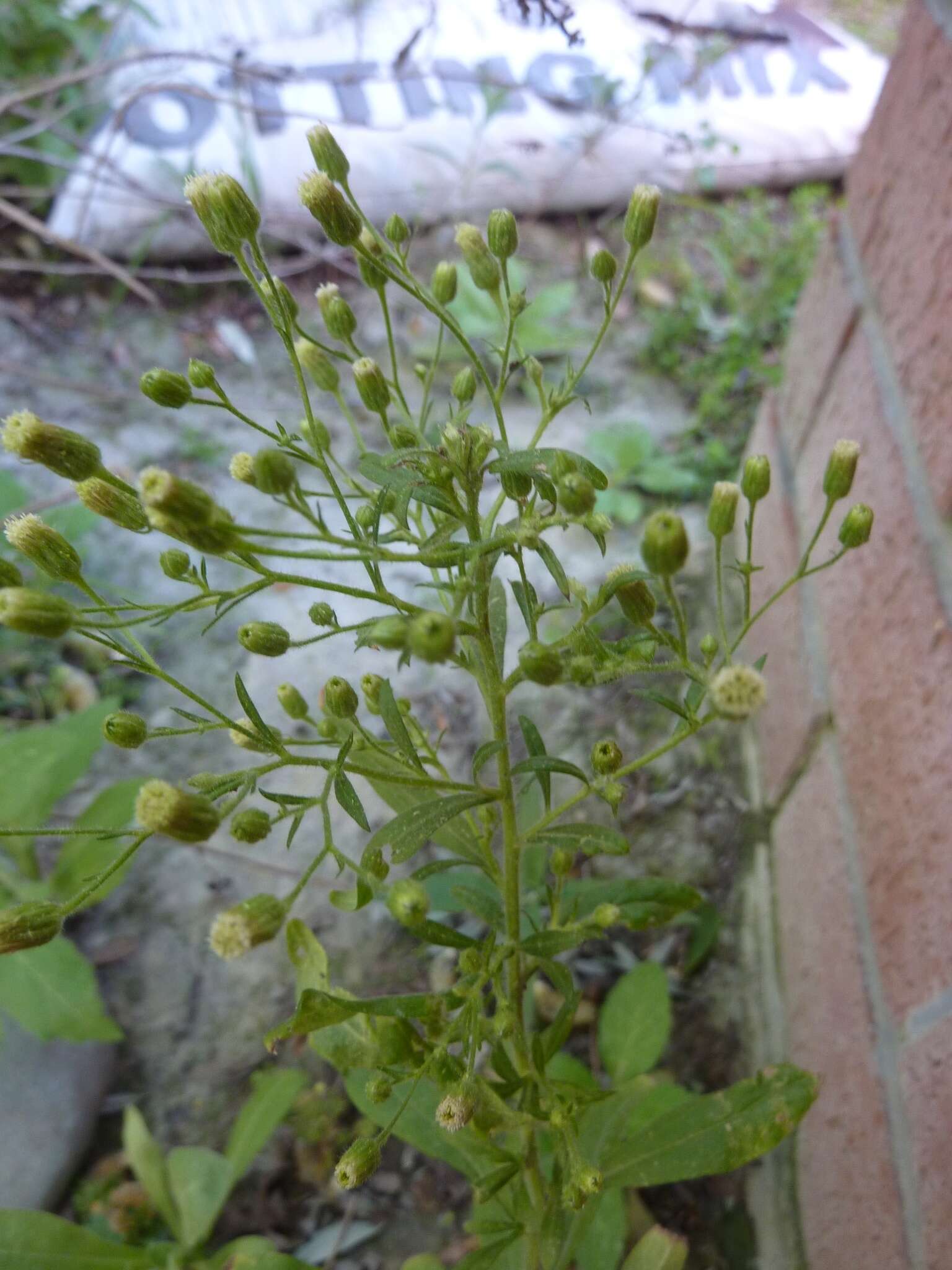 Imagem de Erigeron sumatrensis Retz.