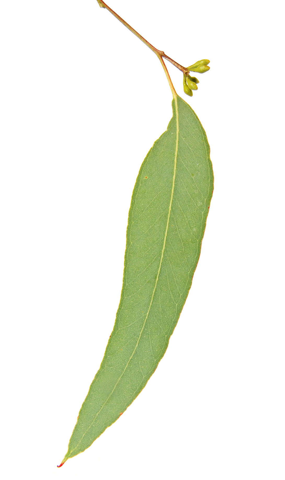 Eucalyptus angophoroides R. T. Baker的圖片