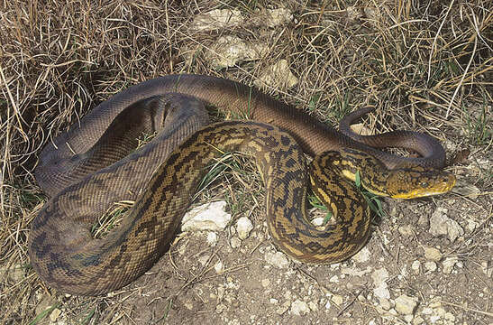 Image of Timor Python